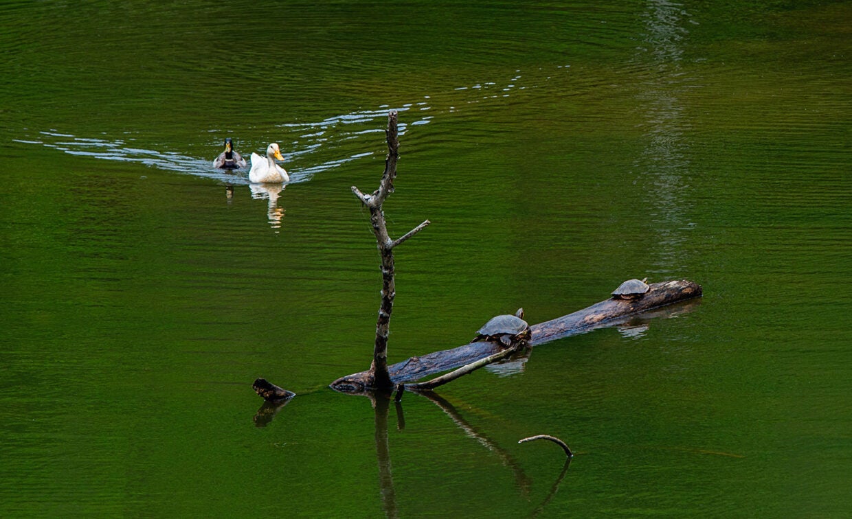 Image of a couple of ducks and turtles on a lake.